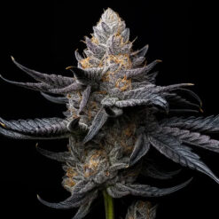White Diamond  fem Triploid Seeds