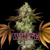 White Gorilla   fem BSF Seeds