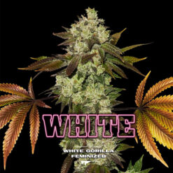 White Gorilla   fem BSF Seeds