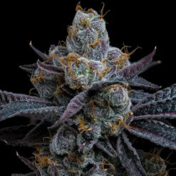 White Runtz  fem. Barney's