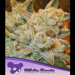 White Runtz fem. Anesia