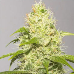 White Runtz 3+1 u. fem. Vision Seeds