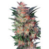 White Widow fem. Dutch Passion