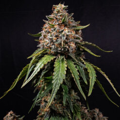 White Widow  Reg Barney's