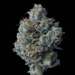 Zallah Bread  3 u. fem. DNA Genetics