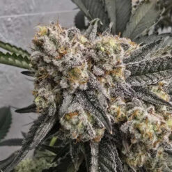 Zchupz  13 u. Reg Bask Triangle Farms