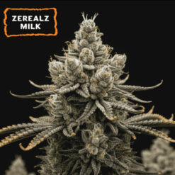Zerealz Milk  fem.   15 u. Seedstockers