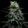 Zoinsk 10 u. fem Empire Seeds