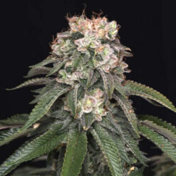 Alternative view of GG4 (Gorilla Glue #4)